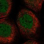 C5orf51 Polyclonal Antibody