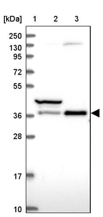 TCEA1 Antibody in Western Blot (WB)