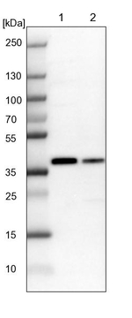 TCEA1 Antibody in Western Blot (WB)