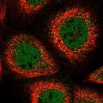 FCHSD1 Polyclonal Antibody