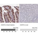 CHST5 Antibody