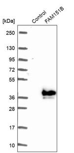 FAM151B Antibody in Western Blot (WB)