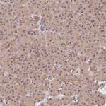 ZNF436 Antibody in Immunohistochemistry (IHC)