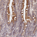 VSTM2L Antibody in Immunohistochemistry (Paraffin) (IHC (P))