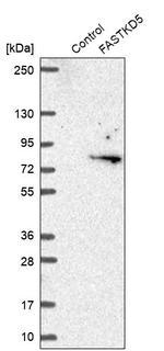 FASTKD5 Antibody in Western Blot (WB)