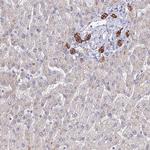 C1orf123 Antibody in Immunohistochemistry (Paraffin) (IHC (P))