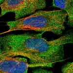 TRIML2 Polyclonal Antibody