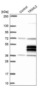 TRIML2 Antibody in Western Blot (WB)