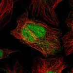 C2orf49 Antibody in Immunocytochemistry (ICC/IF)