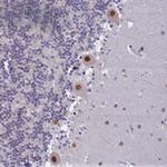 C2orf49 Antibody in Immunohistochemistry (Paraffin) (IHC (P))