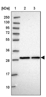 C2orf49 Antibody in Western Blot (WB)