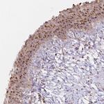 IEX-1 Polyclonal Antibody