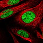 SRSF7 Polyclonal Antibody