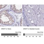 SRSF7 Antibody