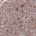 TAS2R38 Antibody in Immunohistochemistry (Paraffin) (IHC (P))