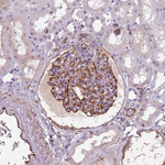TAS2R38 Antibody in Immunohistochemistry (Paraffin) (IHC (P))