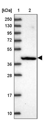PCED1B Antibody in Western Blot (WB)