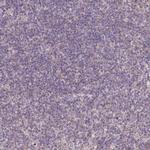 ACAD8 Polyclonal Antibody