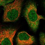 C12orf60 Polyclonal Antibody