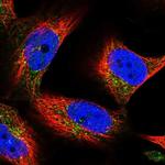 SPRYD7 Polyclonal Antibody