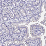 SCP3 Antibody in Immunohistochemistry (Paraffin) (IHC (P))
