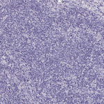 SCP3 Polyclonal Antibody
