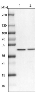 VPS36 Antibody in Western Blot (WB)