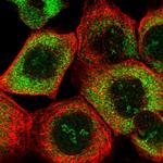 RPS26 Antibody in Immunocytochemistry (ICC/IF)
