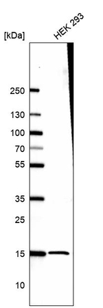 RPS26 Antibody in Western Blot (WB)