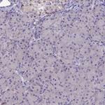 ZIP13 Antibody in Immunohistochemistry (Paraffin) (IHC (P))