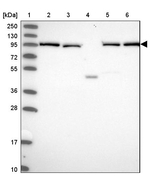 INO80D Antibody in Western Blot (WB)