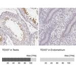 TEX37 Antibody