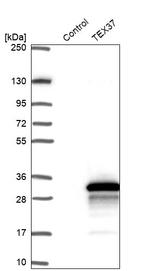 TEX37 Antibody in Western Blot (WB)