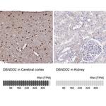 DBNDD2 Antibody