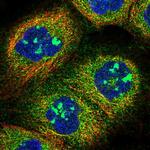 SOGA1 Polyclonal Antibody