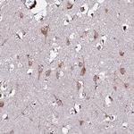 WWC2 Antibody in Immunohistochemistry (Paraffin) (IHC (P))