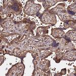WWC2 Antibody in Immunohistochemistry (Paraffin) (IHC (P))