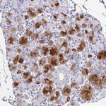 Splunc2 Antibody in Immunohistochemistry (Paraffin) (IHC (P))