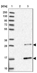 RABL2A Antibody in Western Blot (WB)