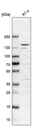 ANKRD50 Antibody in Western Blot (WB)