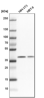 THOC3 Antibody in Western Blot (WB)