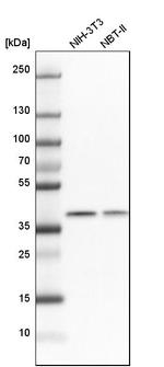 THOC3 Antibody in Western Blot (WB)
