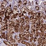 C3orf59 Antibody in Immunohistochemistry (Paraffin) (IHC (P))