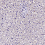 C3orf59 Antibody in Immunohistochemistry (Paraffin) (IHC (P))