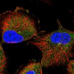 RABL6 Antibody in Immunocytochemistry (ICC/IF)