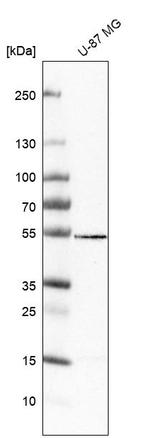 VAT1L Antibody in Western Blot (WB)