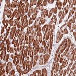 ART5 Antibody in Immunohistochemistry (Paraffin) (IHC (P))