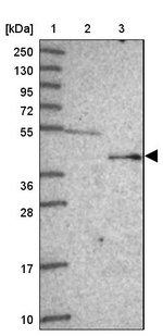 FECH Antibody in Western Blot (WB)