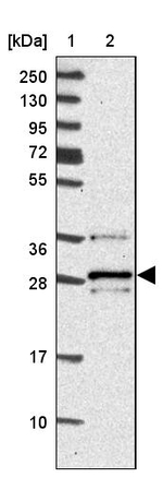 VTI1B Antibody in Western Blot (WB)