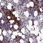 MFSD2B Polyclonal Antibody